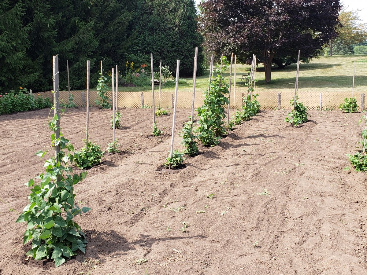 Pole Bean Plot #4 7-25-21.jpg