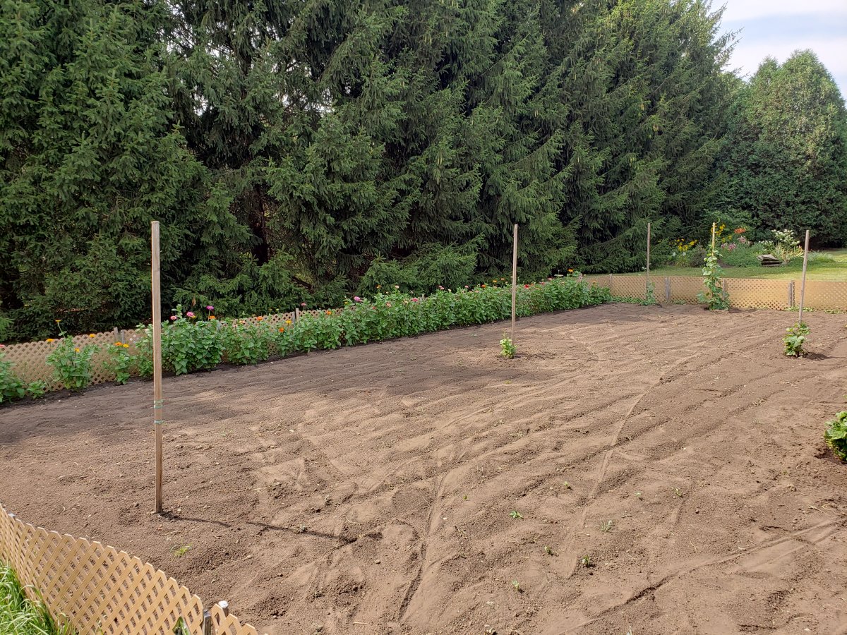 Pole Bean Plot #5 7-25-21.jpg