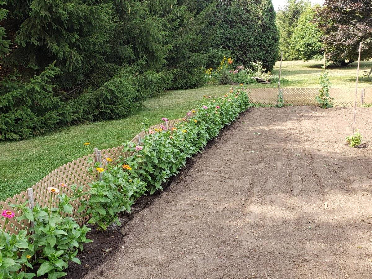 Pole Bean Plot #6 7-25-21.jpg