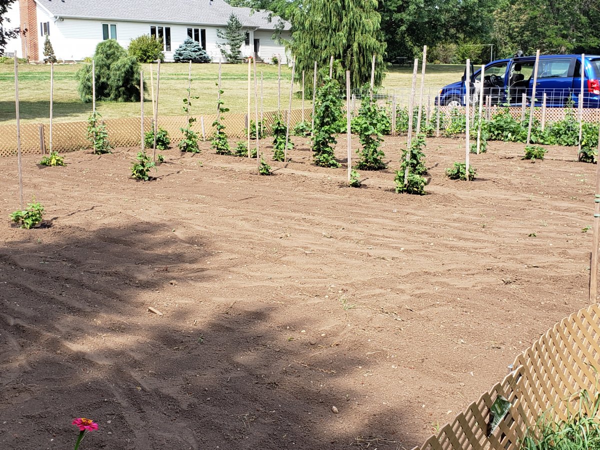 Pole Bean Plot #7 7-25-21.jpg