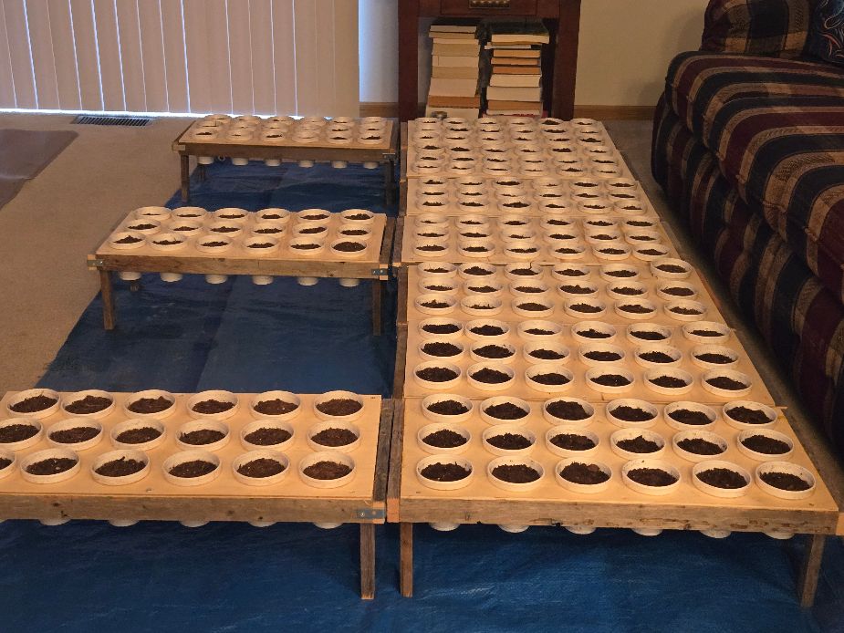 Pole Bean Racks With Seed May 11, 2025.jpg