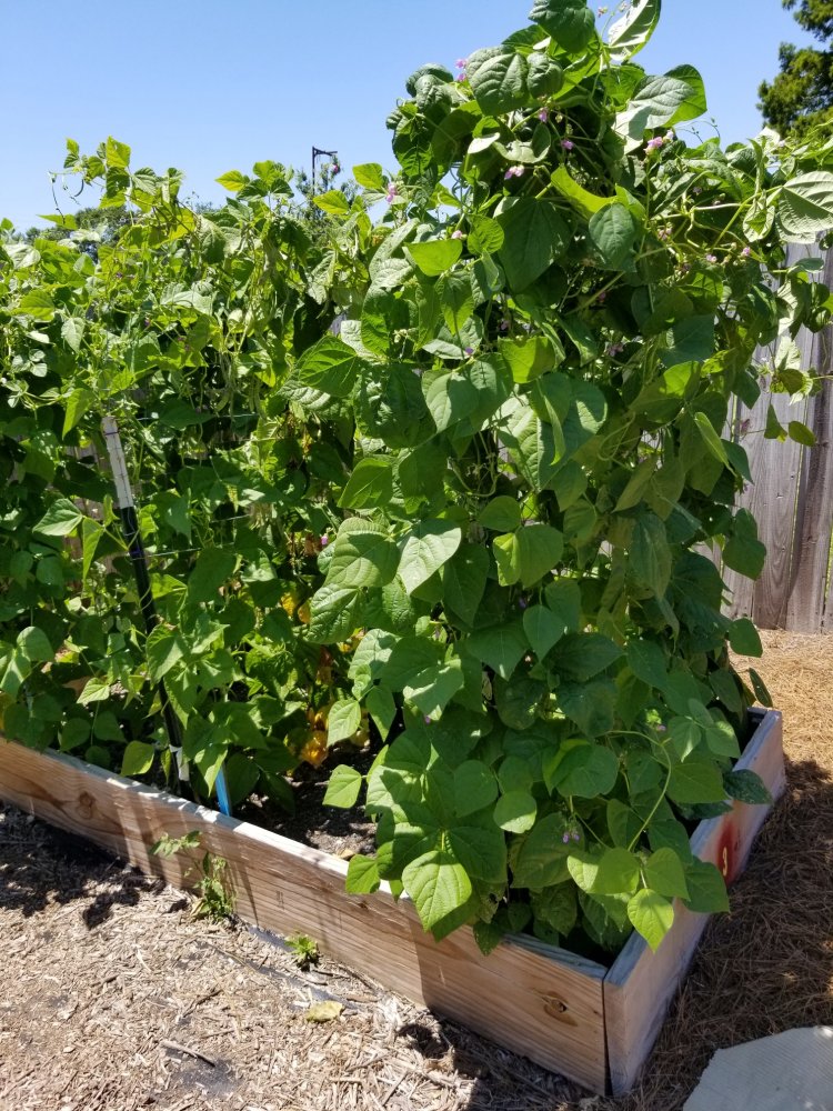 Pole Beans.jpg