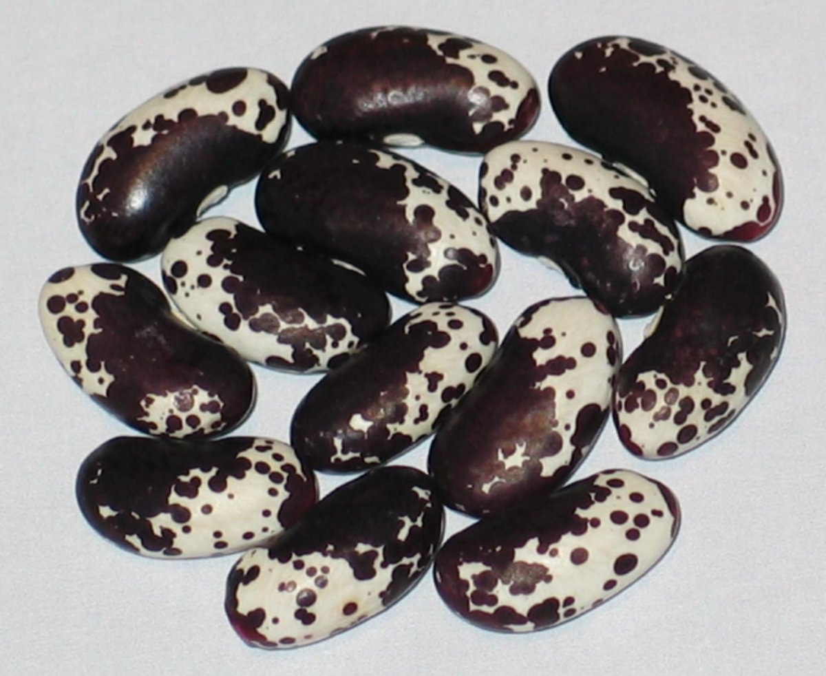 polka-dot-2018.jpg