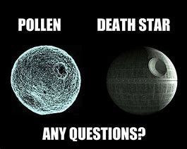 pollen 4.jpg