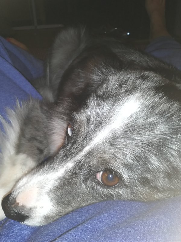 Polly laying on my chest.jpg