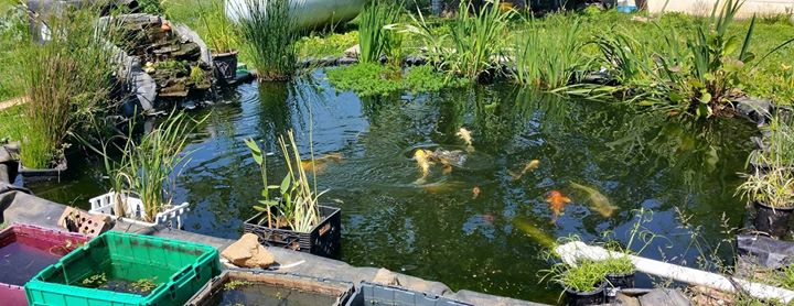 pond.jpg