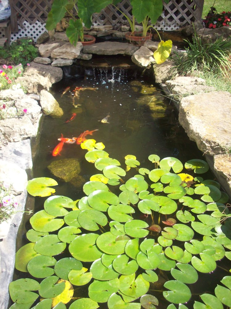 pond pics 019.JPG