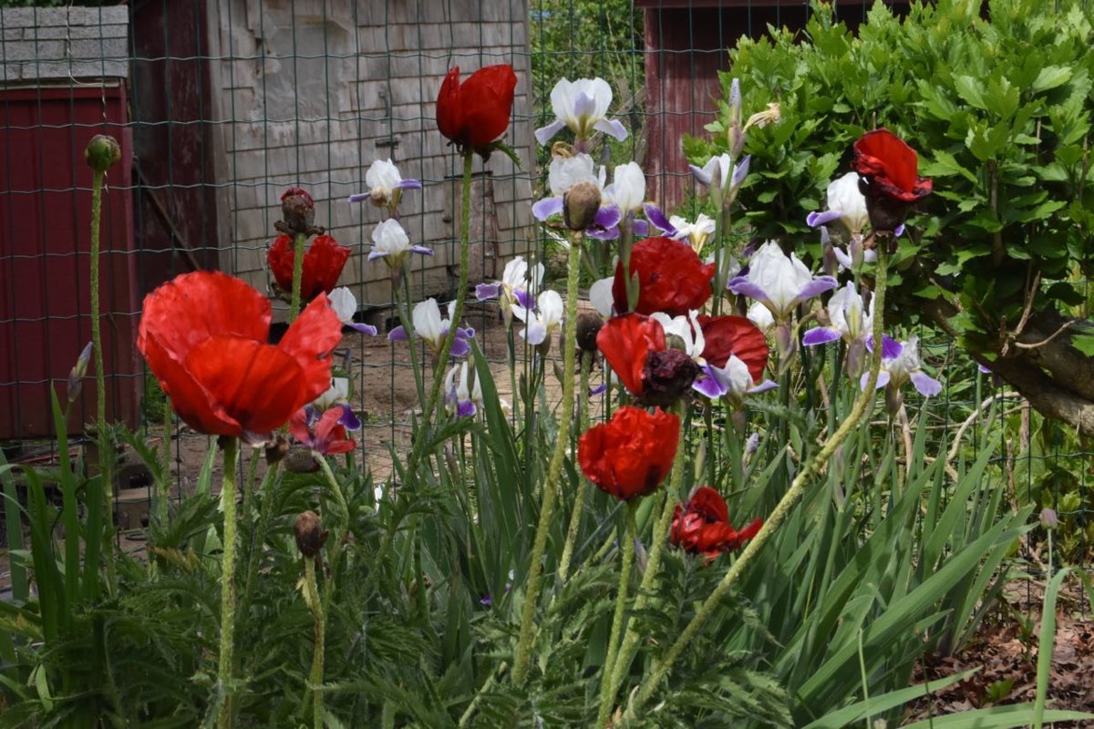 poppies and allium..jpg