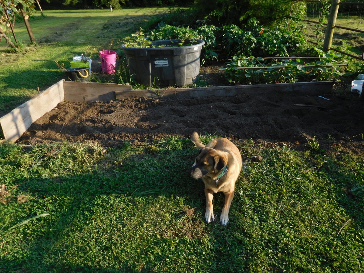 Potato bed ready for replant, 08-06-17.JPG