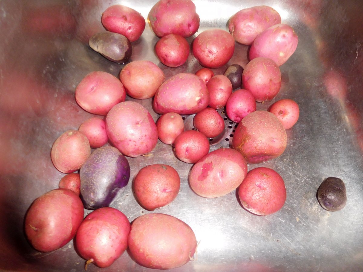 Potato harvest #2, July 7th.jpg