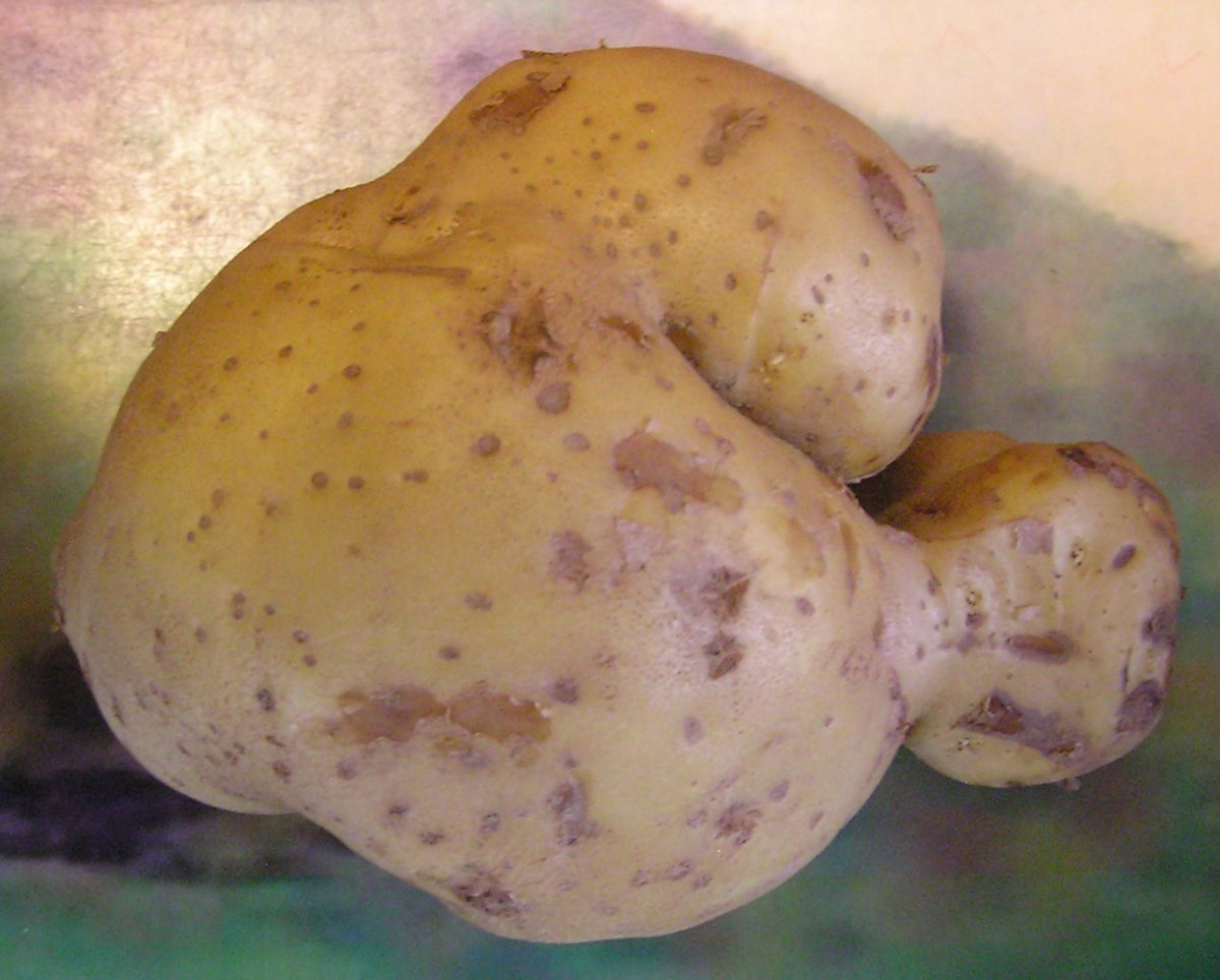 potato.JPG
