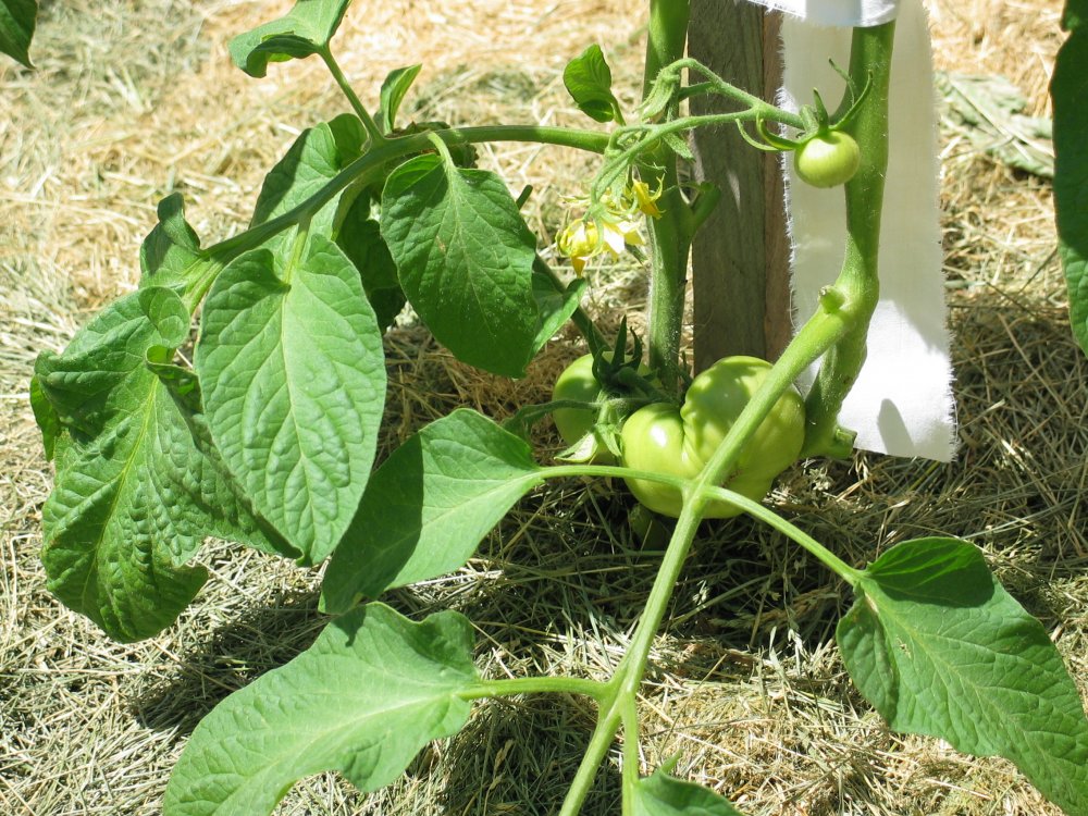 Potato Leafed With Early Green Fruit.JPG