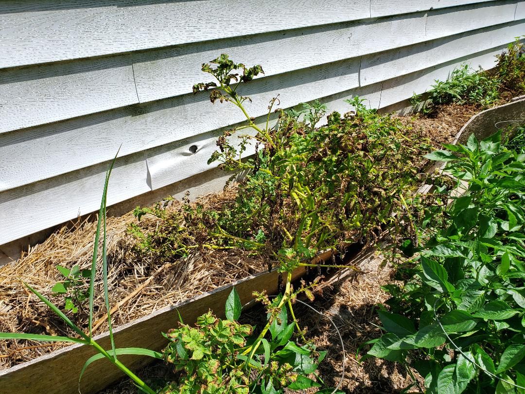 Potato raised bed, 08-04-2020.jpg