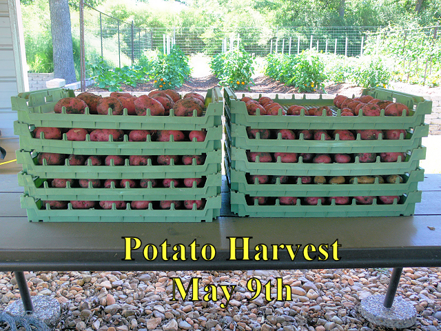 Potato_Curing_050918.jpg