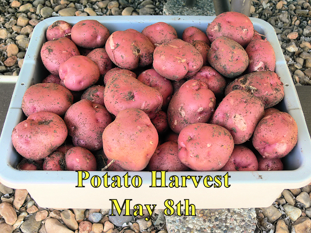 Potato_Harvest_050818.jpg