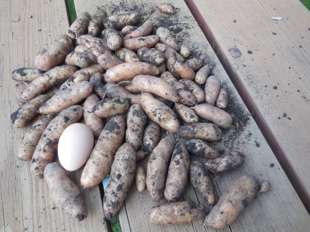 potatoes fingerling.JPG