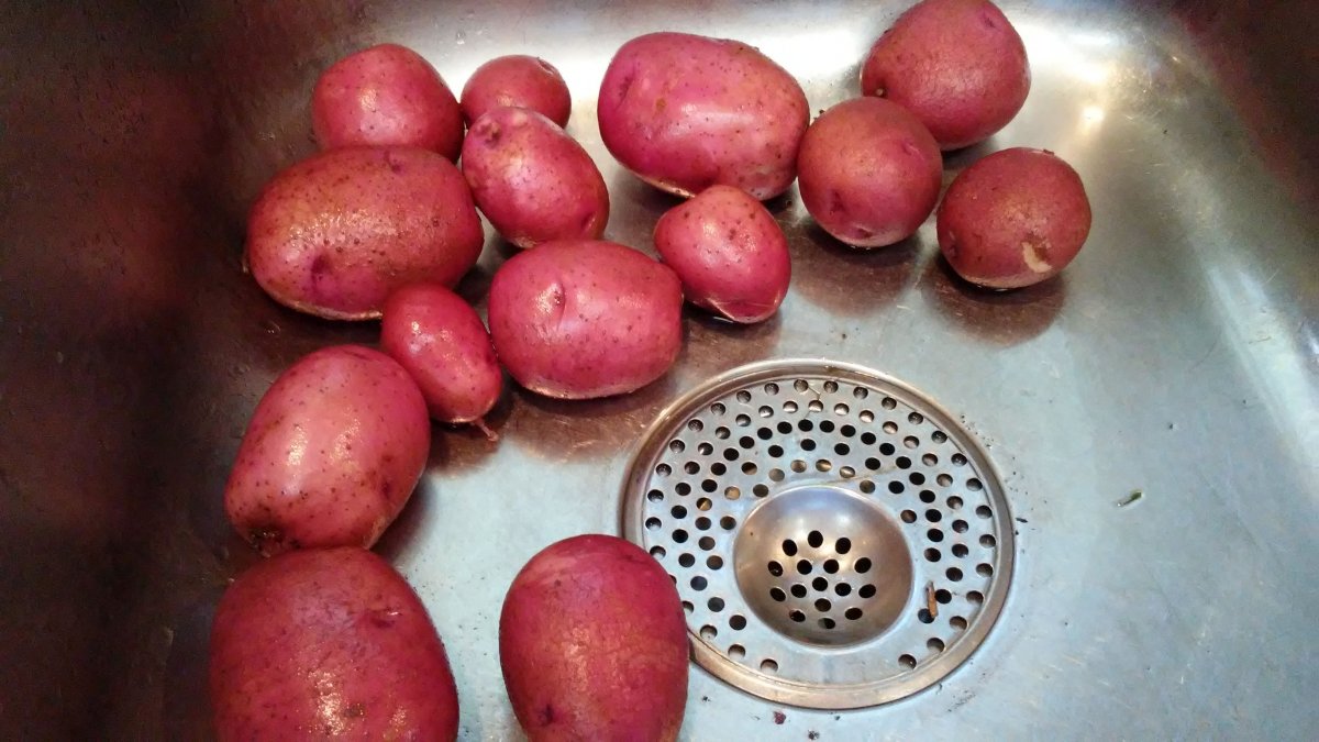 potatoes harvested, 07-02-19.jpg