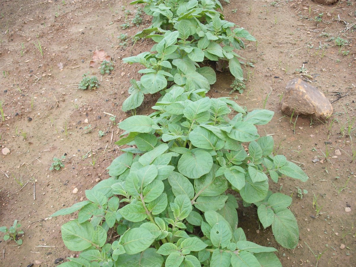 Potatoes.JPG