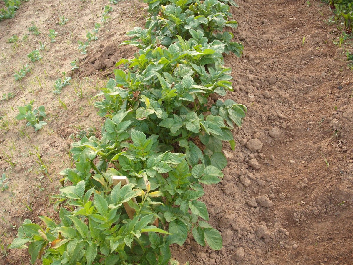 Potatoes.JPG
