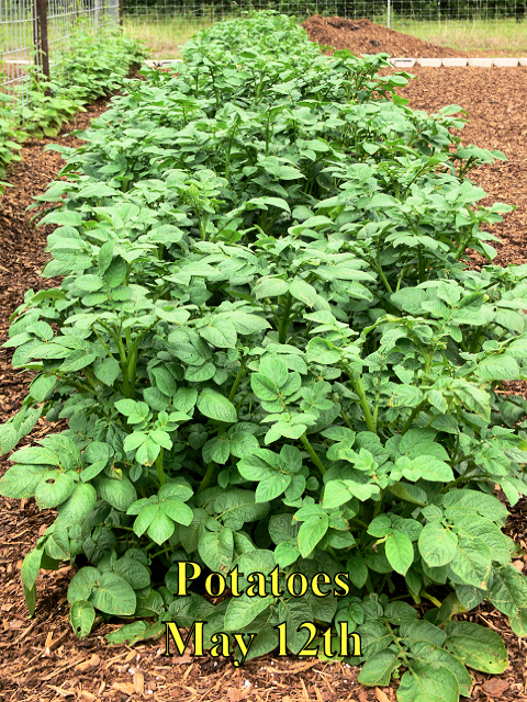 Potatoes.jpg