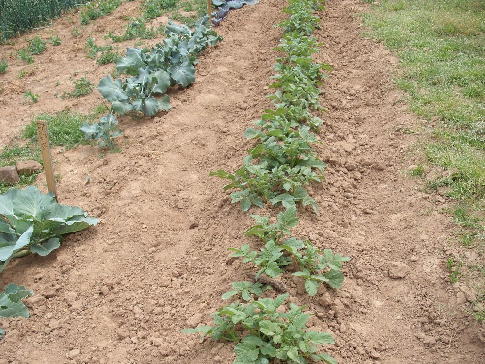 Potatoes.JPG