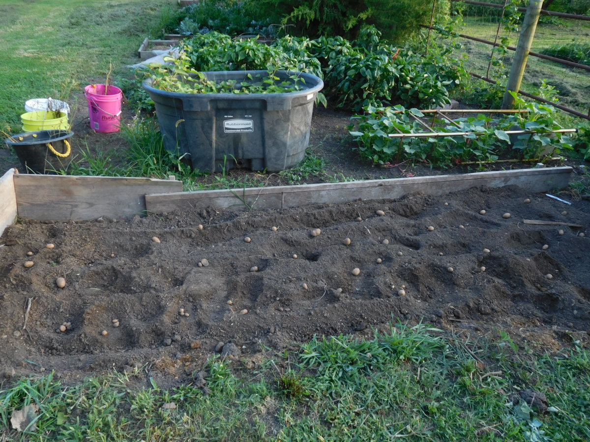 Potatoes replant, 08-06-17.JPG