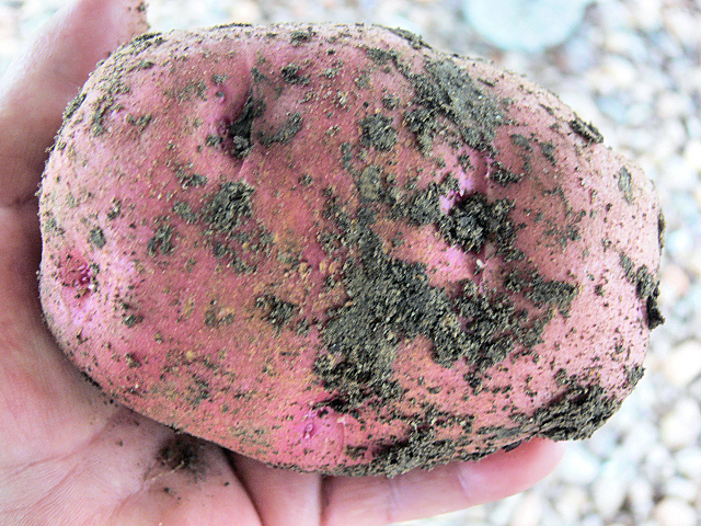 Potatoes1_050917.jpg
