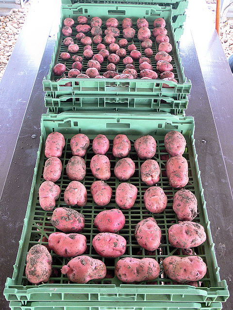 Potatoes2_050917.jpg