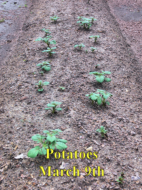 Potatoes_030917.jpg