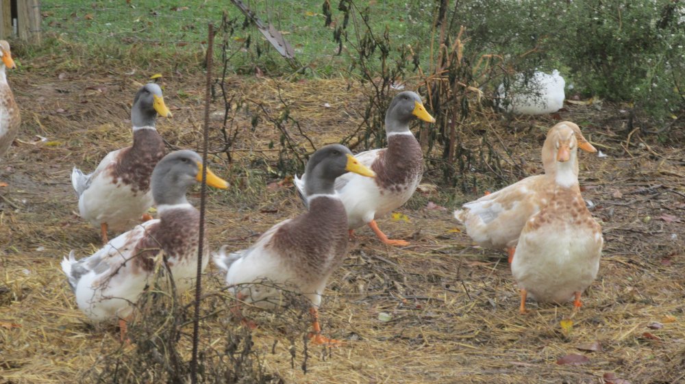 poultry 003.JPG