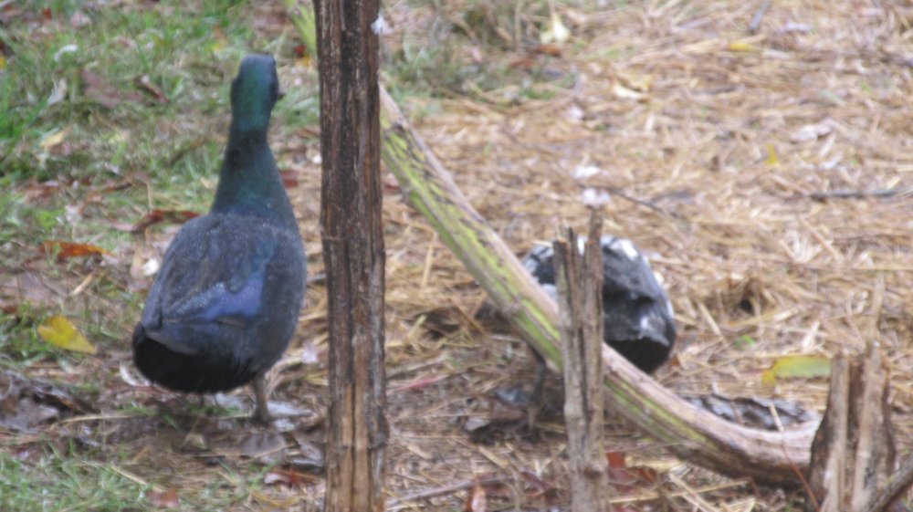 poultry 008.JPG
