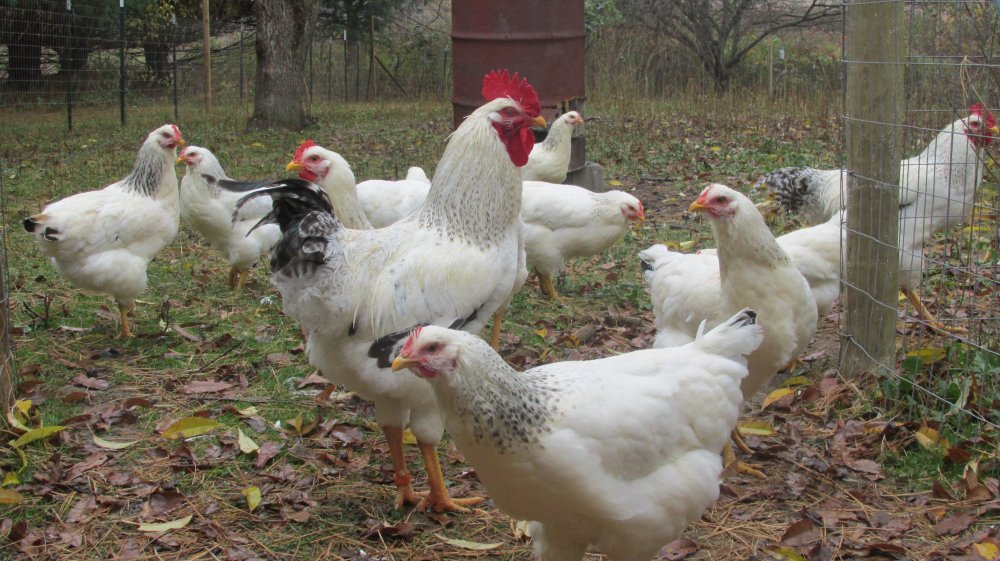 poultry 019.JPG