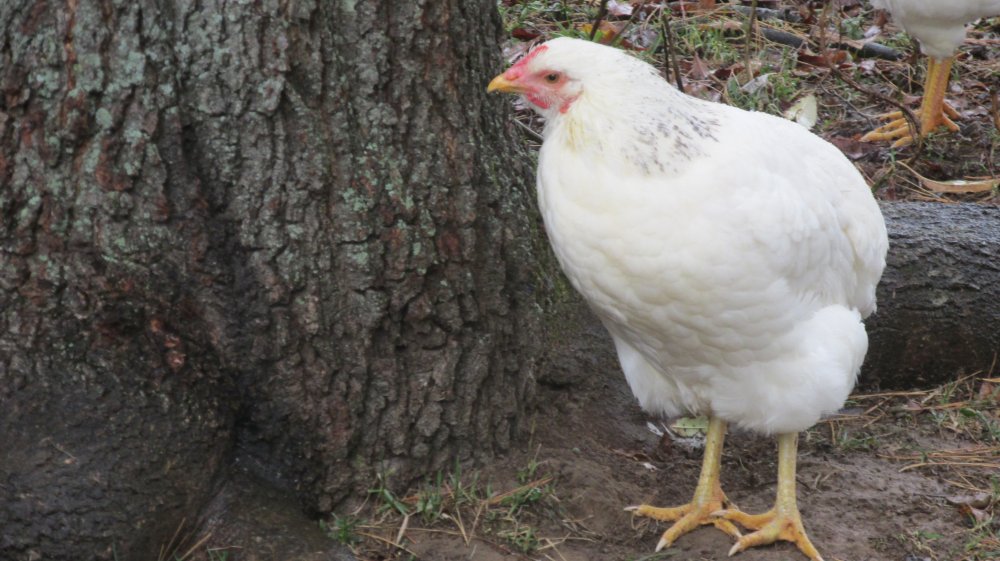 poultry 026.JPG