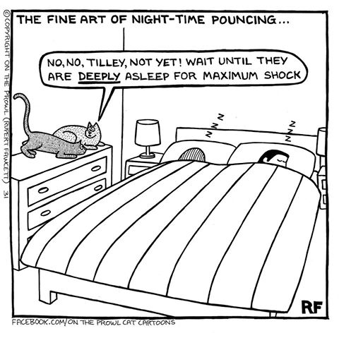 pounce.jpg