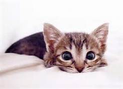 pounce.jpg