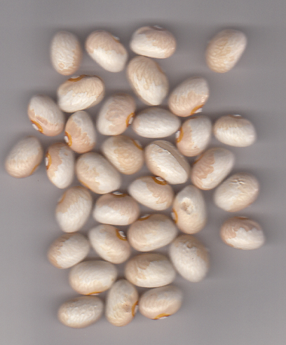 powder_stars_2014.jpg