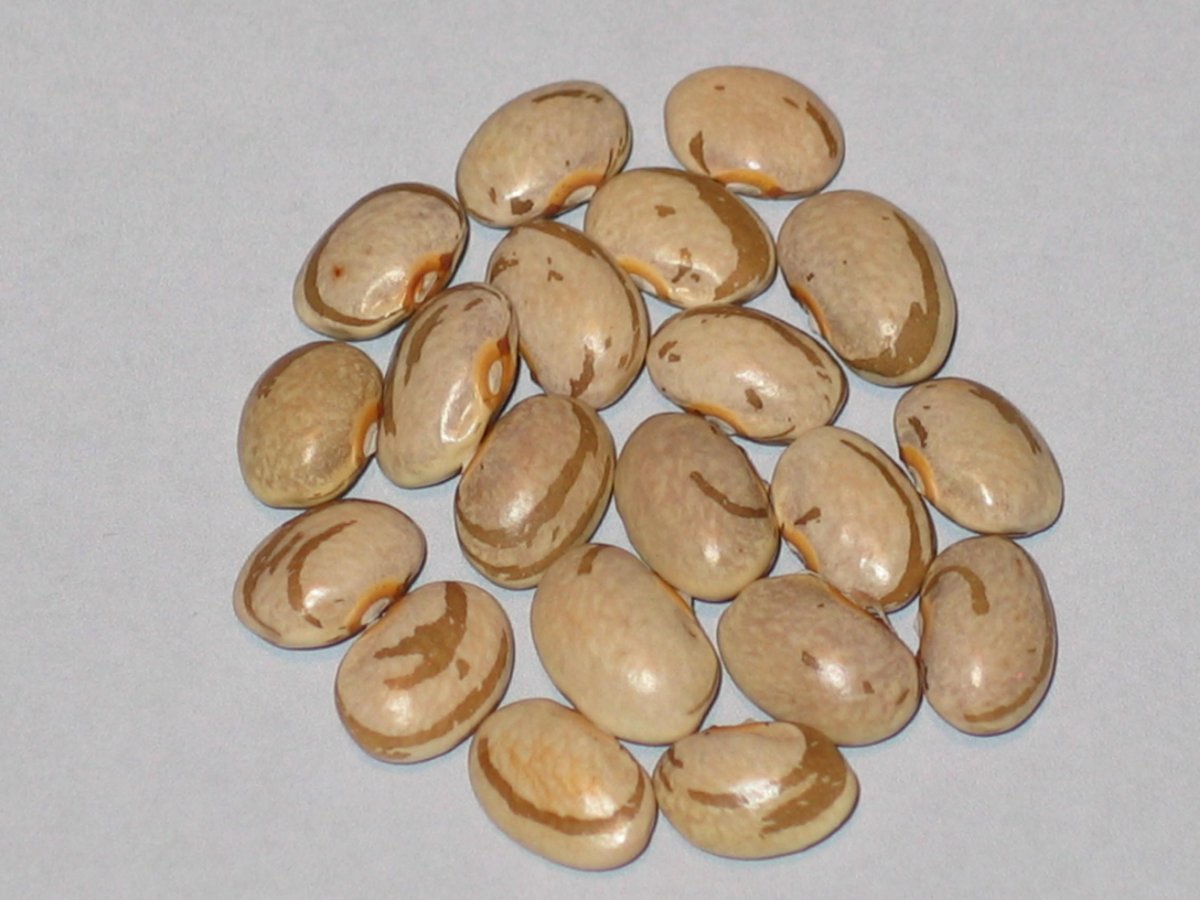 prairie-grove-bean.JPG
