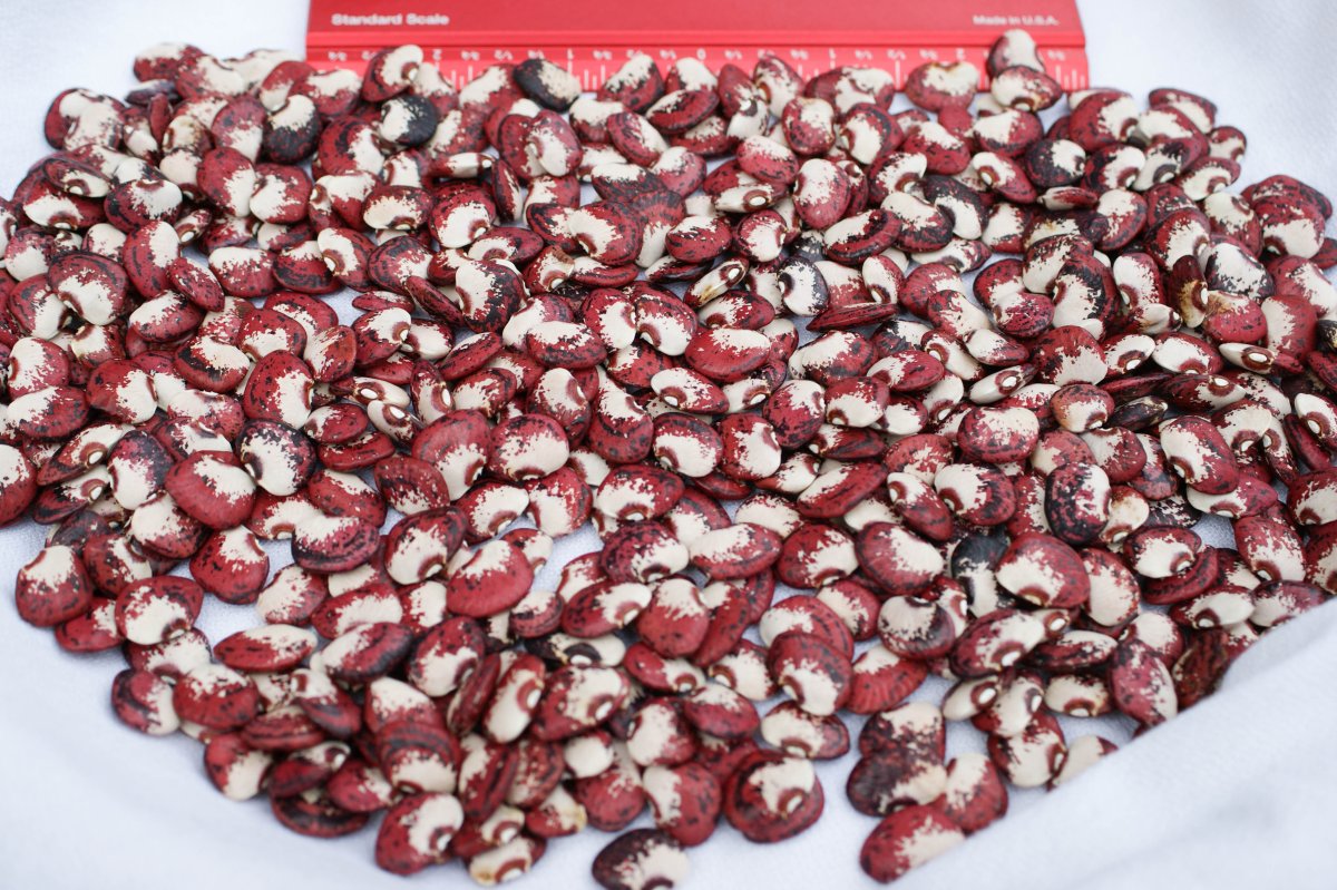 Pressley - Harvest with Scale-01417.jpg