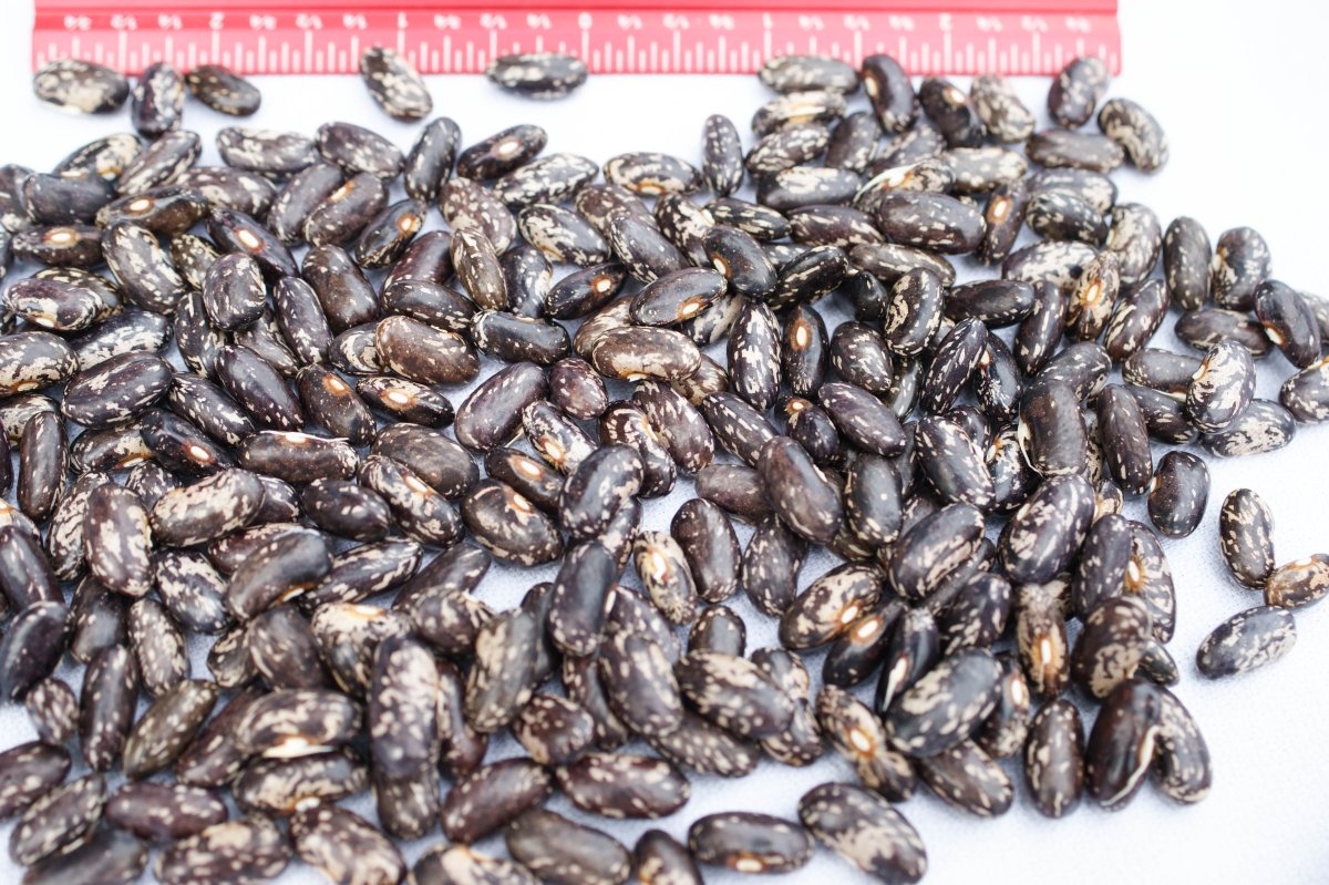 Preston's Old Family - Harvest with Scale-01411.jpg