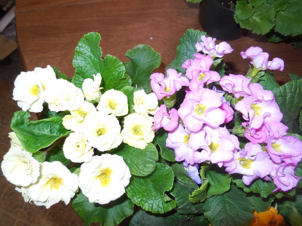 primrose cream and lavender.JPG