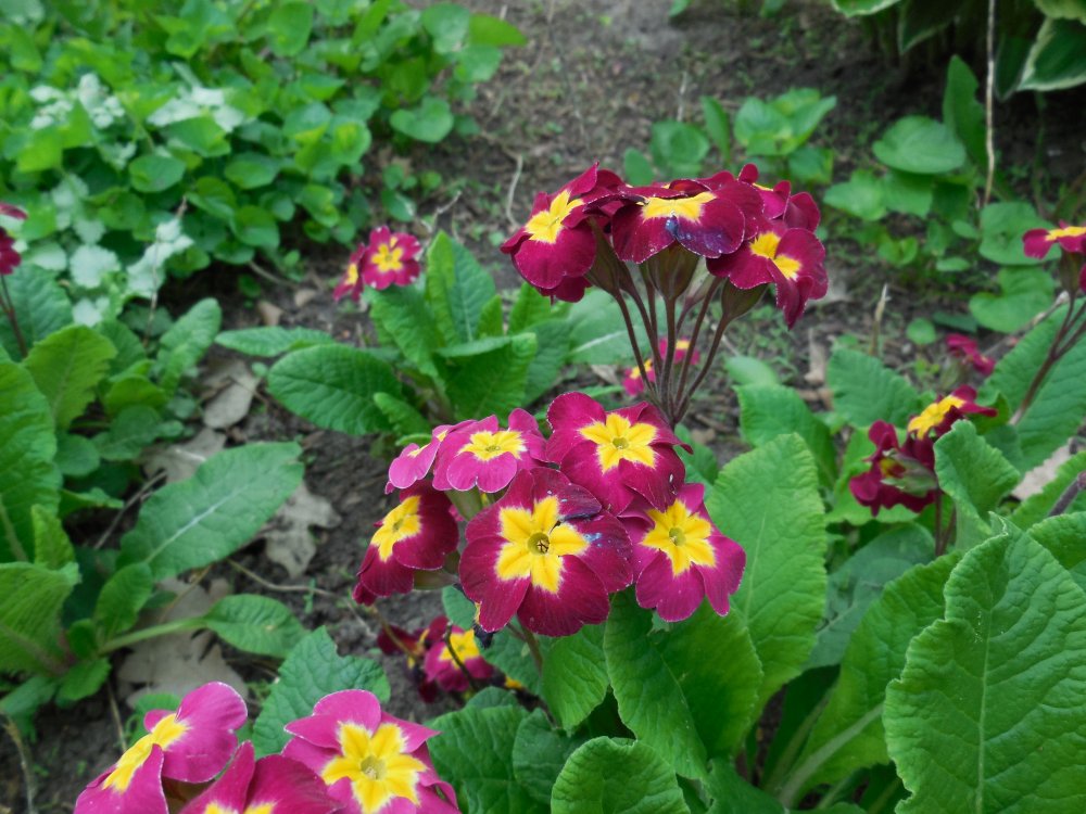 primrose.JPG