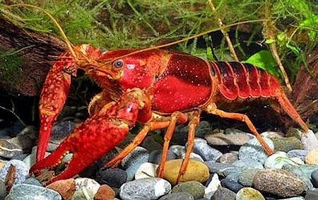 Procambarus clarkii, Louisiana crayfish.jpg