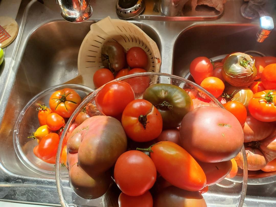 Processing tomatoes, 11-15-22, #1.jpg