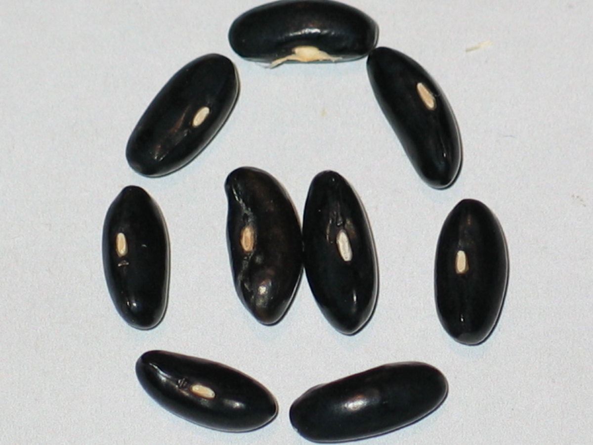 Prolific Black Wax #1.jpg