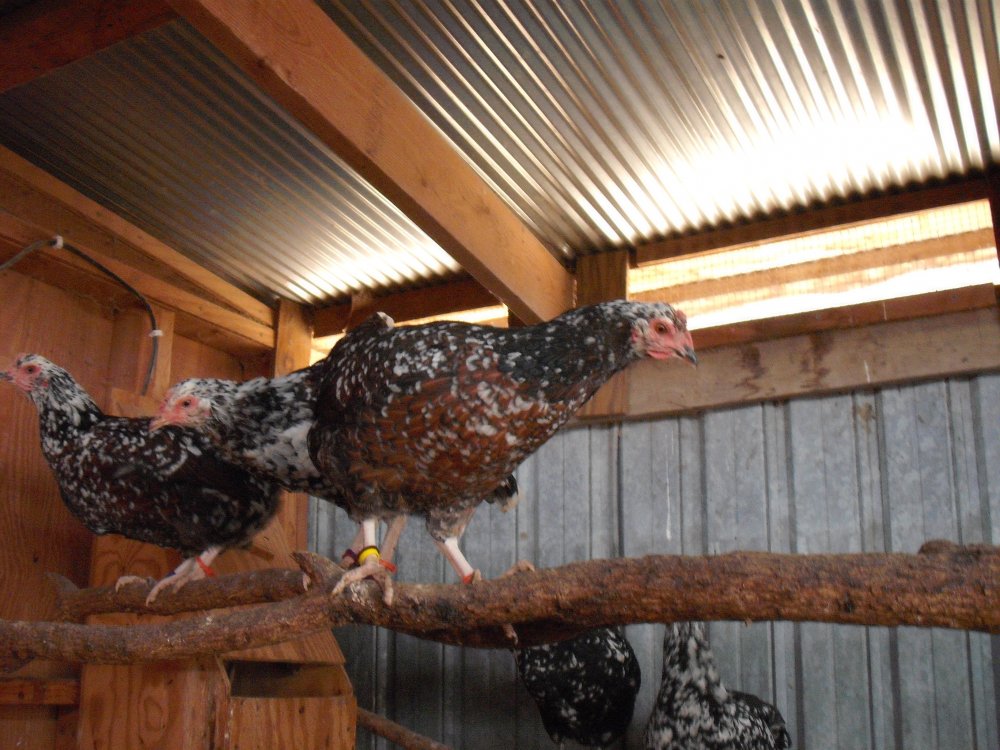 Pullets 1.JPG