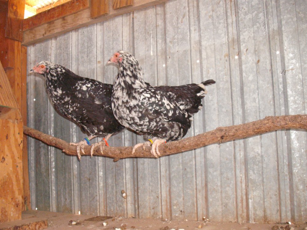 Pullets 2.JPG