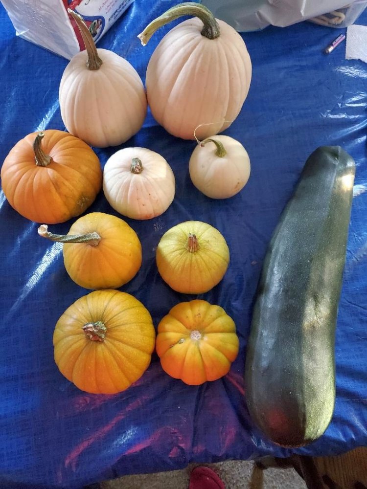 Pumpkin harvest still good, 10-27-22.jpg
