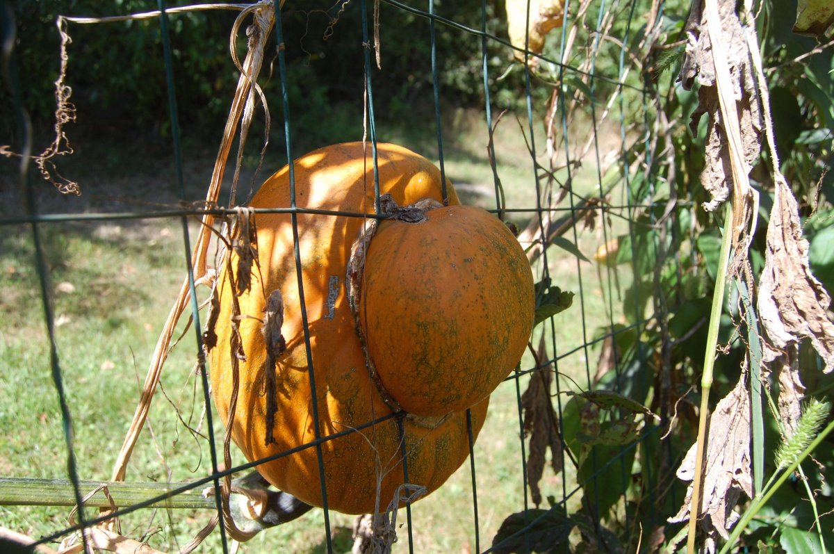 pumpkin in fence.jpg