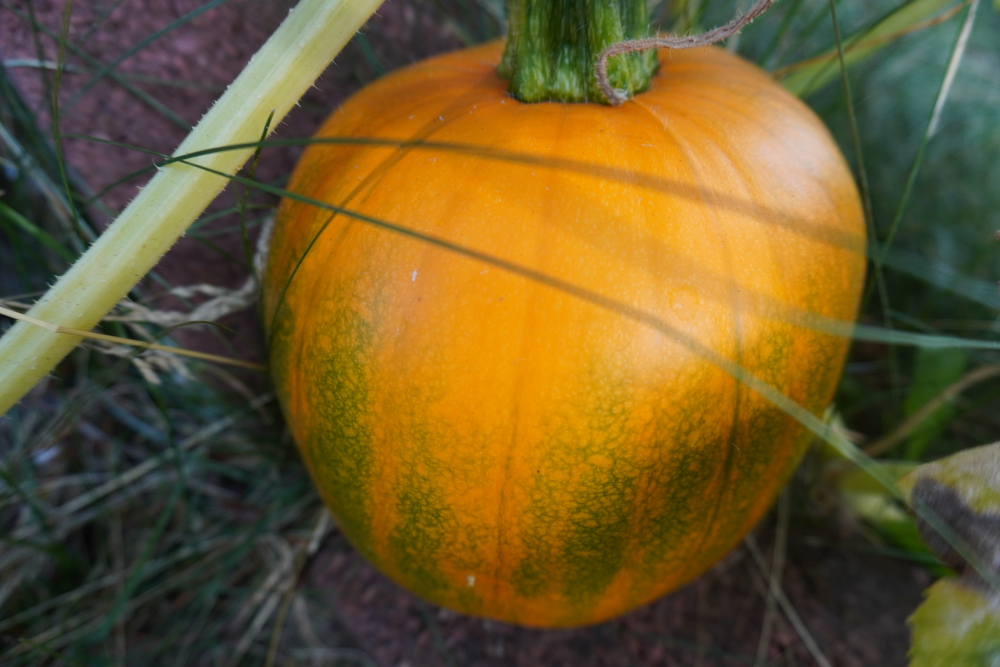 pumpkin.JPG