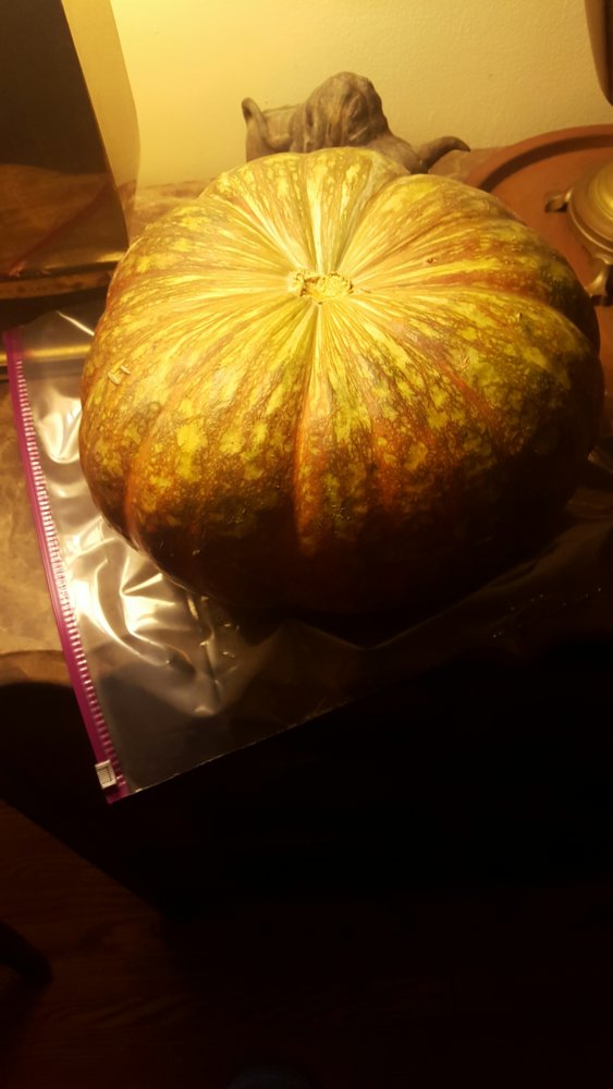pumpkin3.jpg